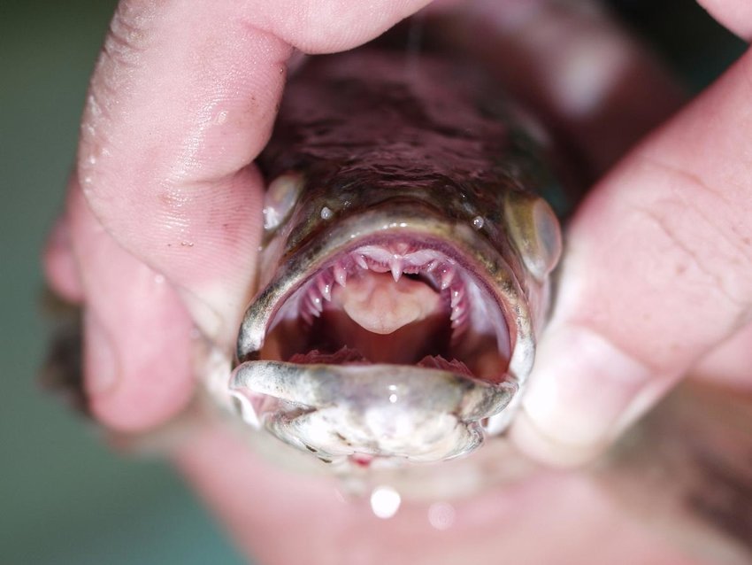 Once seen, cannot be unseen. A snakehead's face.